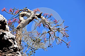 Frankincense tree in blossom photo